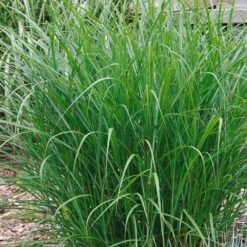 Bio Chinaschilf 'Ferner Osten', Topf 5 Liter