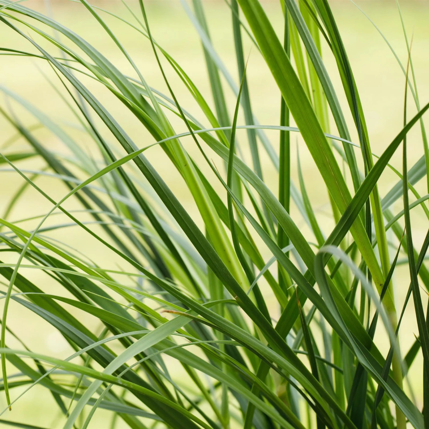 Bio Pampasgras 'Pumila', Topf 5 Liter - Image 7