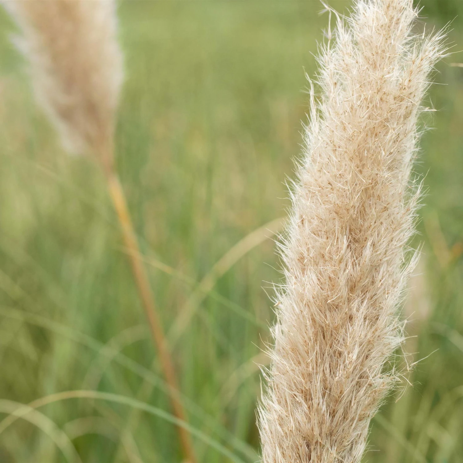 Bio Pampasgras 'Pumila', Topf 5 Liter - Image 8