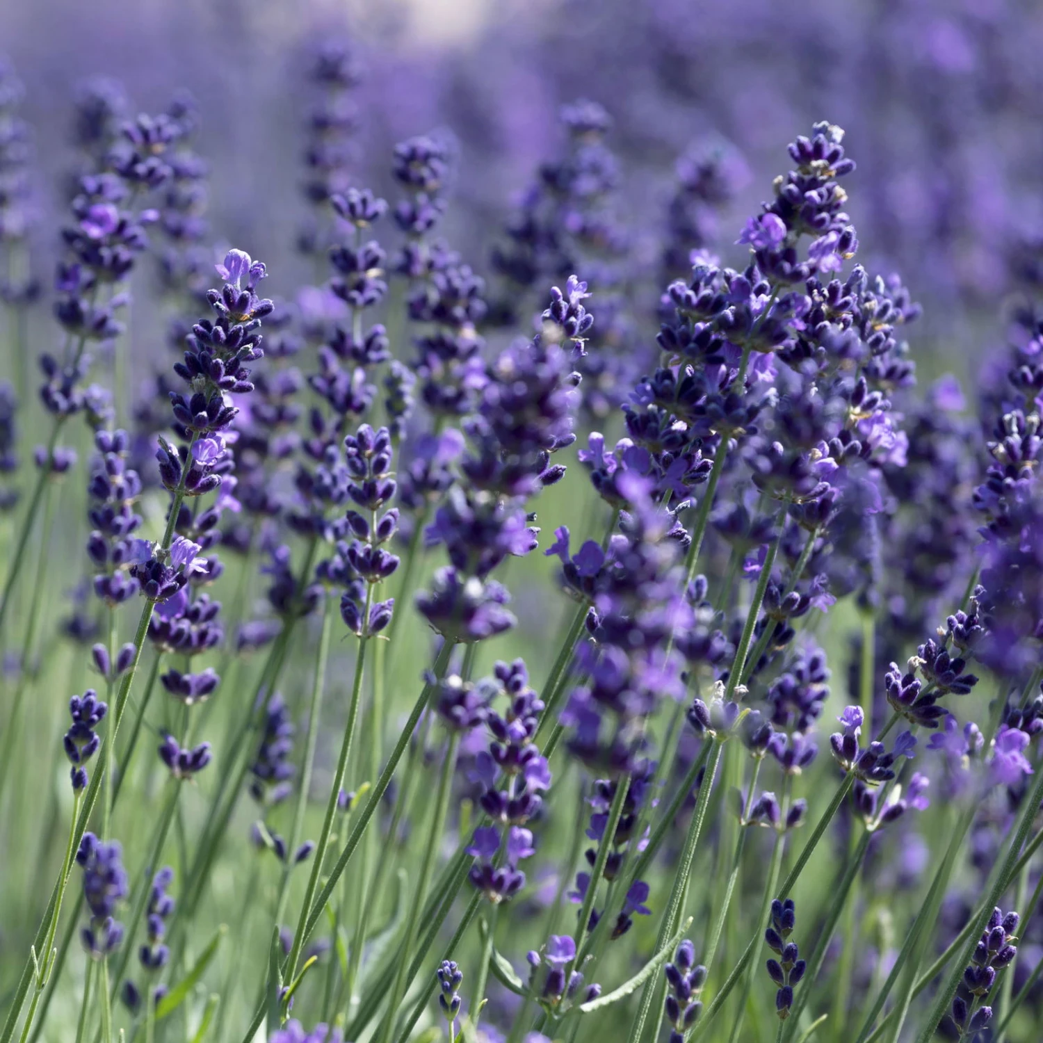 Lavendel 'Hidcote Blue', Dunkel-blauviolett, Topf-Ø 23 Cm - Image 4
