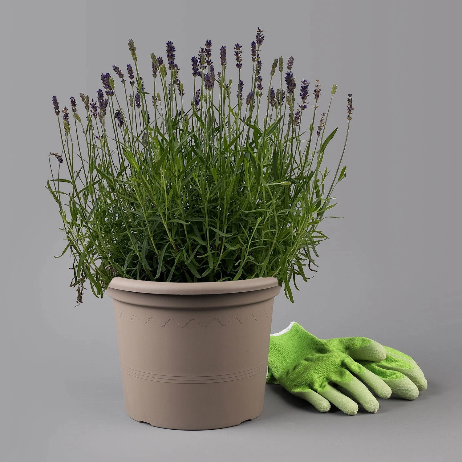 Lavendel 'Hidcote Blue', Dunkel-blauviolett, Topf-Ø 23 Cm - Image 2