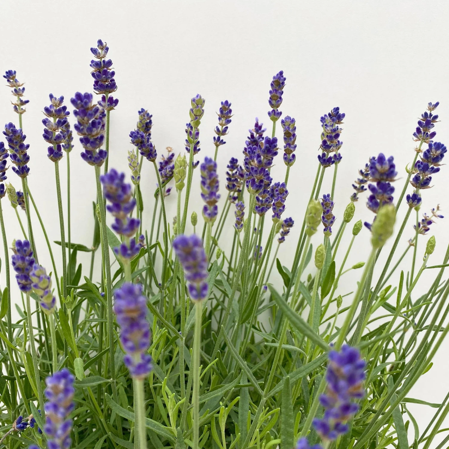 Lavendel 'Hidcote Blue', Dunkel-blauviolett, Topf-Ø 23 Cm - Image 3