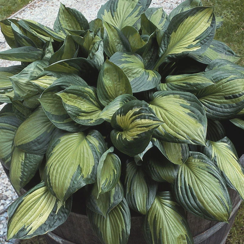 Funkie 'Whirlwind' Violett, Topf-Ø 11 Cm, 3er-Set