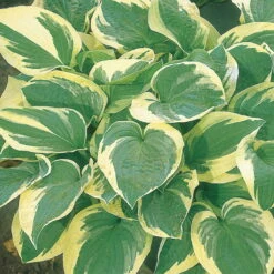 Funkie 'Frances Williams' Hellviolett, Topf-Ø 11 Cm, 3er-Set