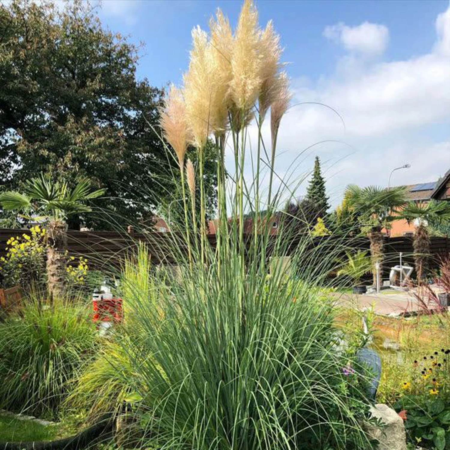 Bio Pampasgras 'Pumila', Topf 5 Liter - Image 10