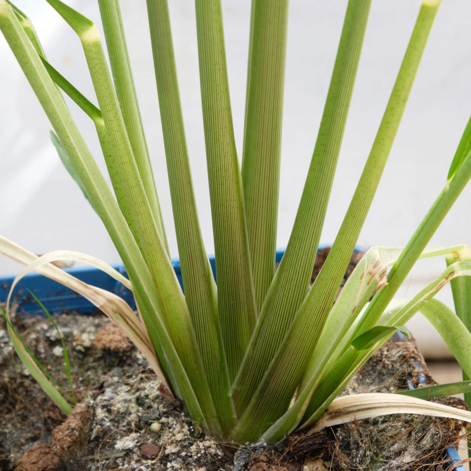 Bio Pampasgras 'Pumila', Topf 5 Liter - Image 5