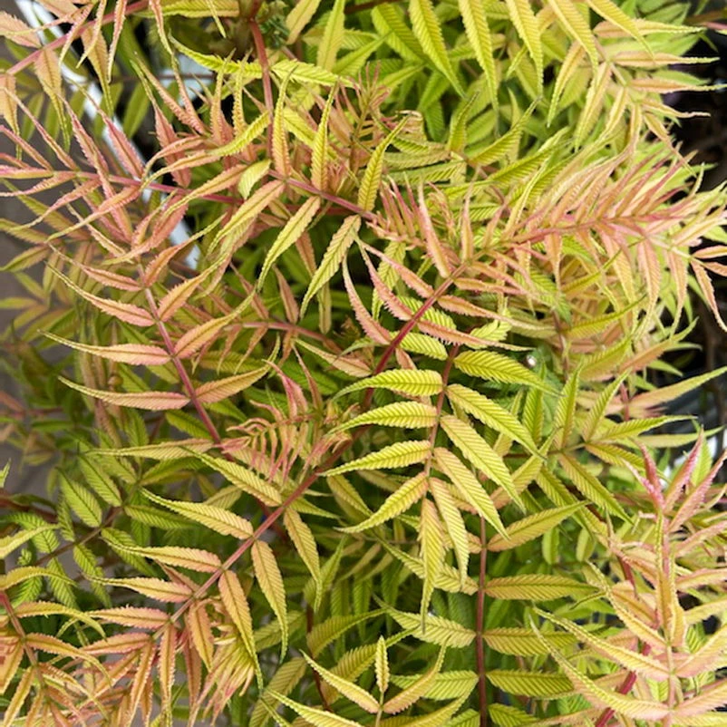 Niedrige Fiederspiere, Sorbaria Sorbifolia 'Sem'(s), Cremeweiß, Topf 5 L - Image 2