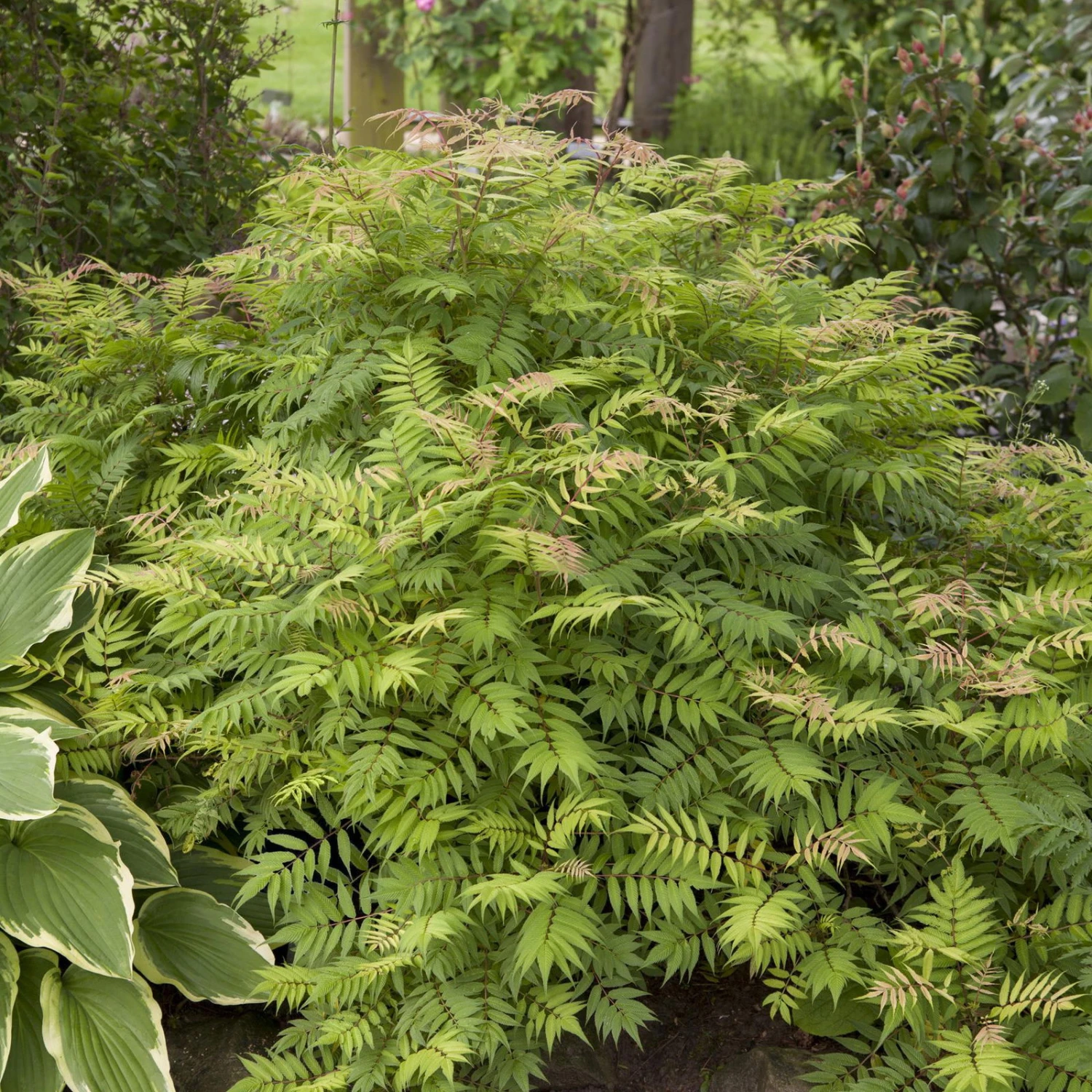 Niedrige Fiederspiere, Sorbaria Sorbifolia 'Sem'(s), Cremeweiß, Topf 5 L - Image 3