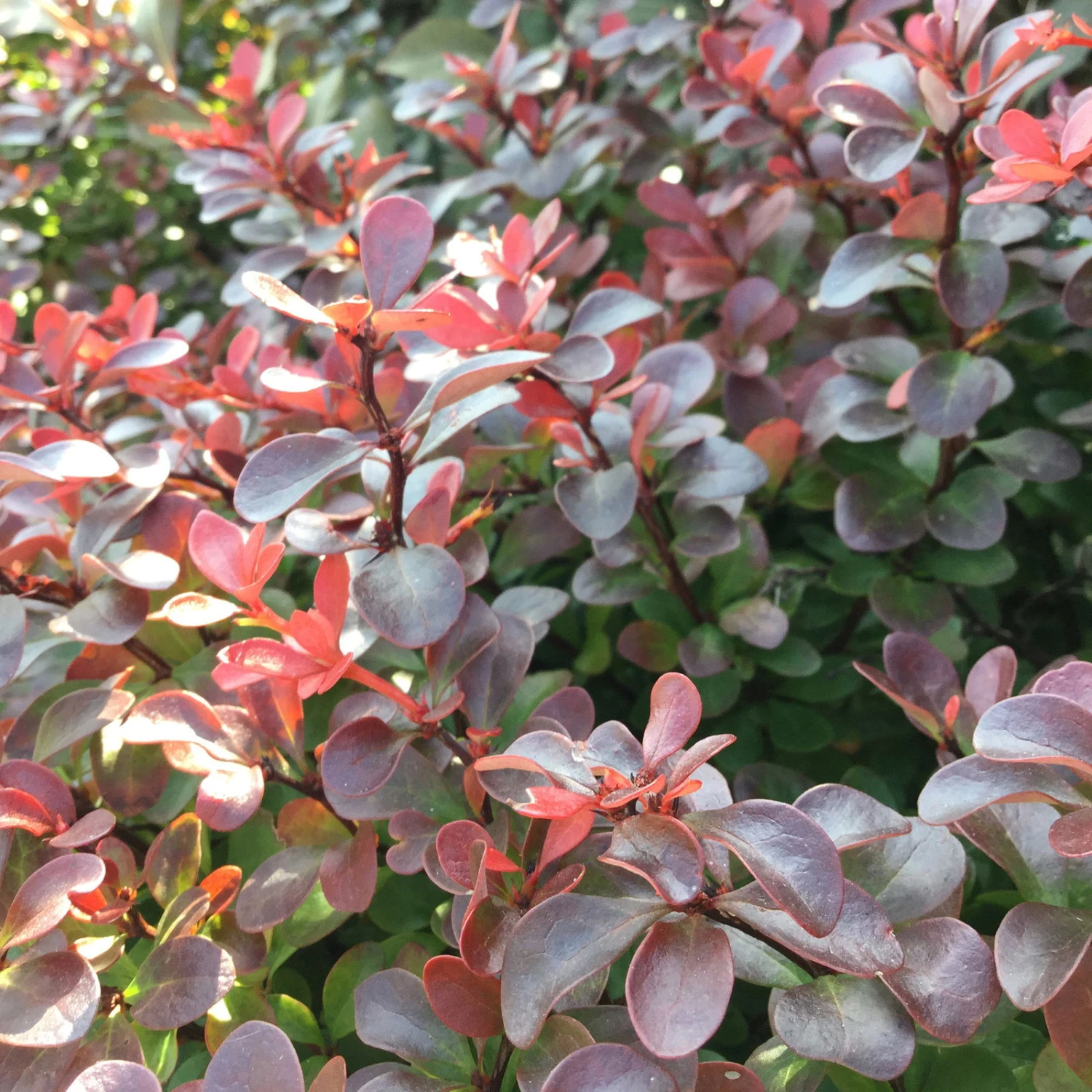 Rote Heckenberberitze, 2er-Set, Höhe 60-80 Cm Topf Je 7,5 Liter - Image 2