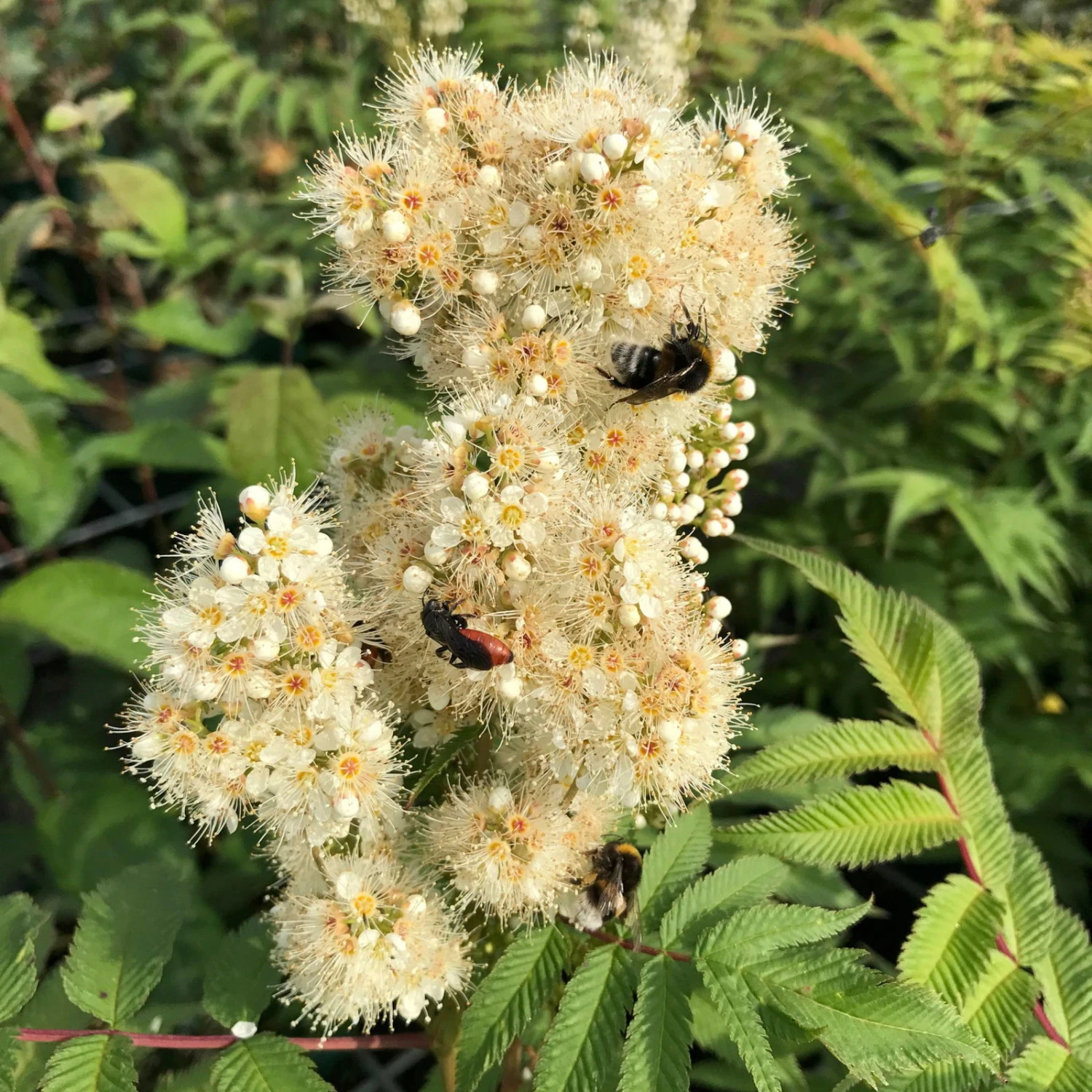 Niedrige Fiederspiere, Sorbaria Sorbifolia 'Sem'(s), Cremeweiß, Topf 5 L - Image 4