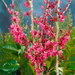 Chinesischer Judasbaum 'Avondale', 2er-Set, Höhe 40-60 Cm, Topf 5 Liter