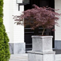 Roter Schlitzahorn 'Dissectum Garnet', Höhe 40 - 60 Cm, Topf-Ø 19 Cm