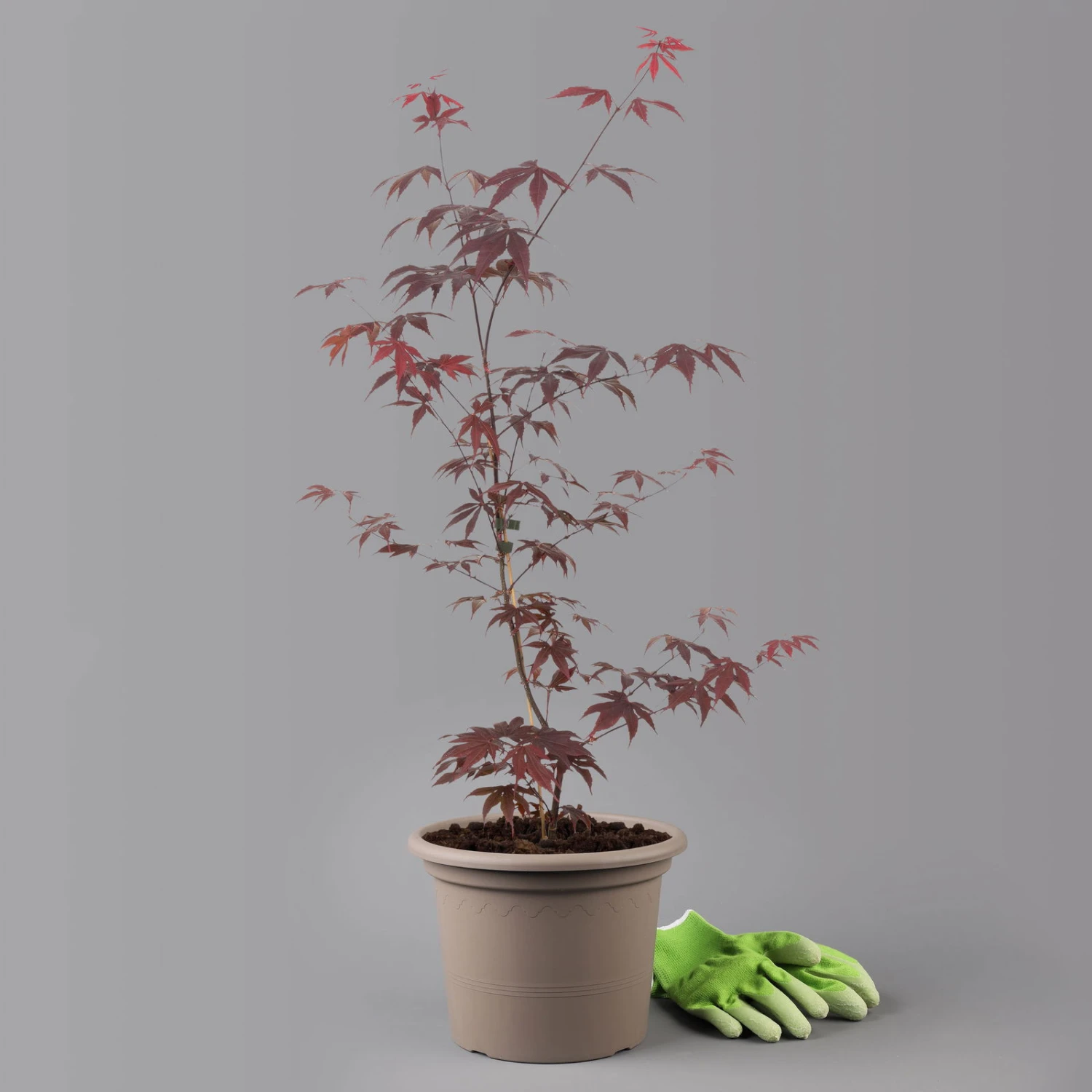 Roter Fächerahorn 'Bloodgood', Höhe 60 - 80 Cm, Topf 7,5 Liter