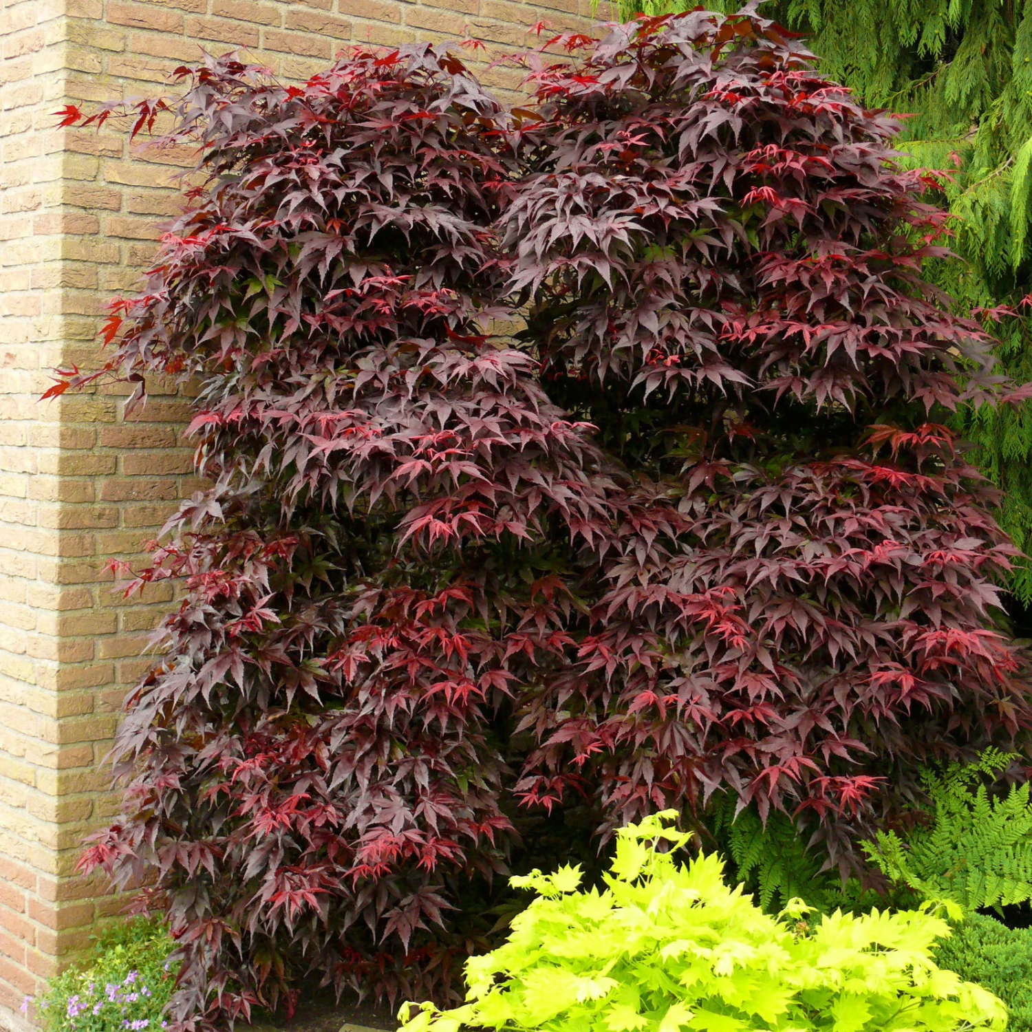 Roter Fächerahorn 'Bloodgood', Höhe 60 - 80 Cm, Topf 7,5 Liter - Image 3