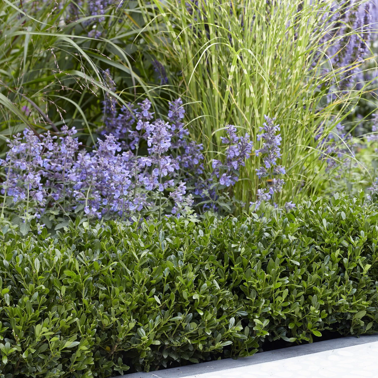 Stechpalme LUXUS®'Hedge', 10er-Set, Höhe 15-20 Cm, Topf 2 Liter