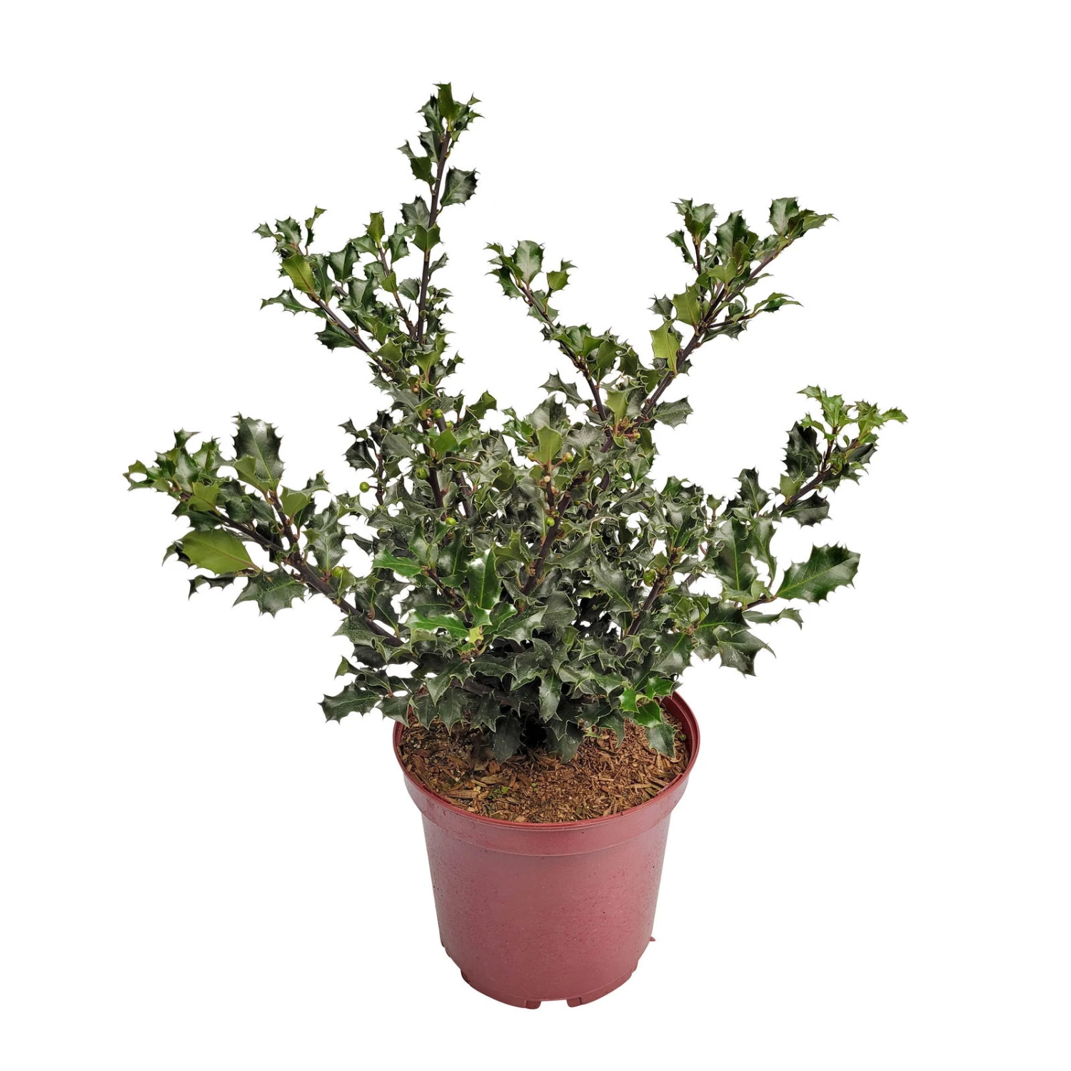 Stechpalme 'Blue Angel', 50er-Set, Grünes Blatt & Rote Beeren, Topf 5 Liter - Image 4