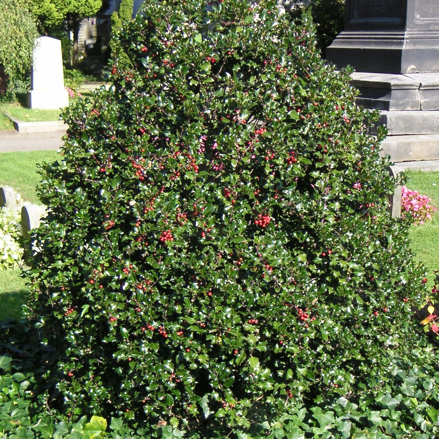 Stechpalme 'Blue Angel', 50er-Set, Grünes Blatt & Rote Beeren, Topf 5 Liter - Image 2