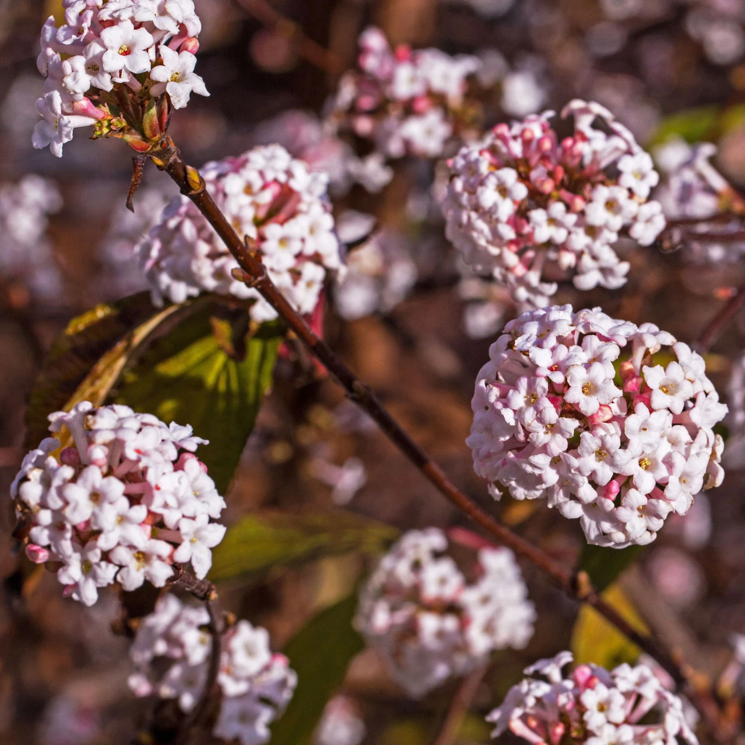 Winter-Schneeball 'Charles Lamont', Viburnum X Bodnantense, 4er-Set, Topf 3 L