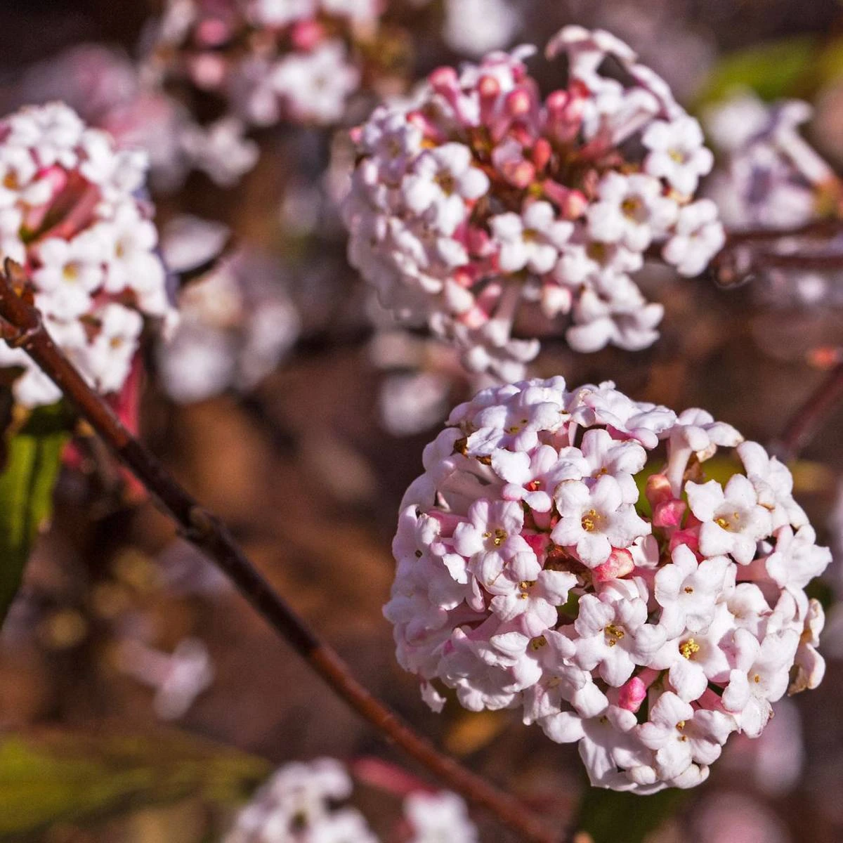 Winter-Schneeball 'Charles Lamont', Viburnum X Bodnantense, 4er-Set, Topf 3 L - Image 2