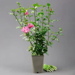 Garten-Hibiskus 'Woodbridge', Purpurrosa Bis Purpurrot, 40-60 Cm Hoch, Topf 5 L