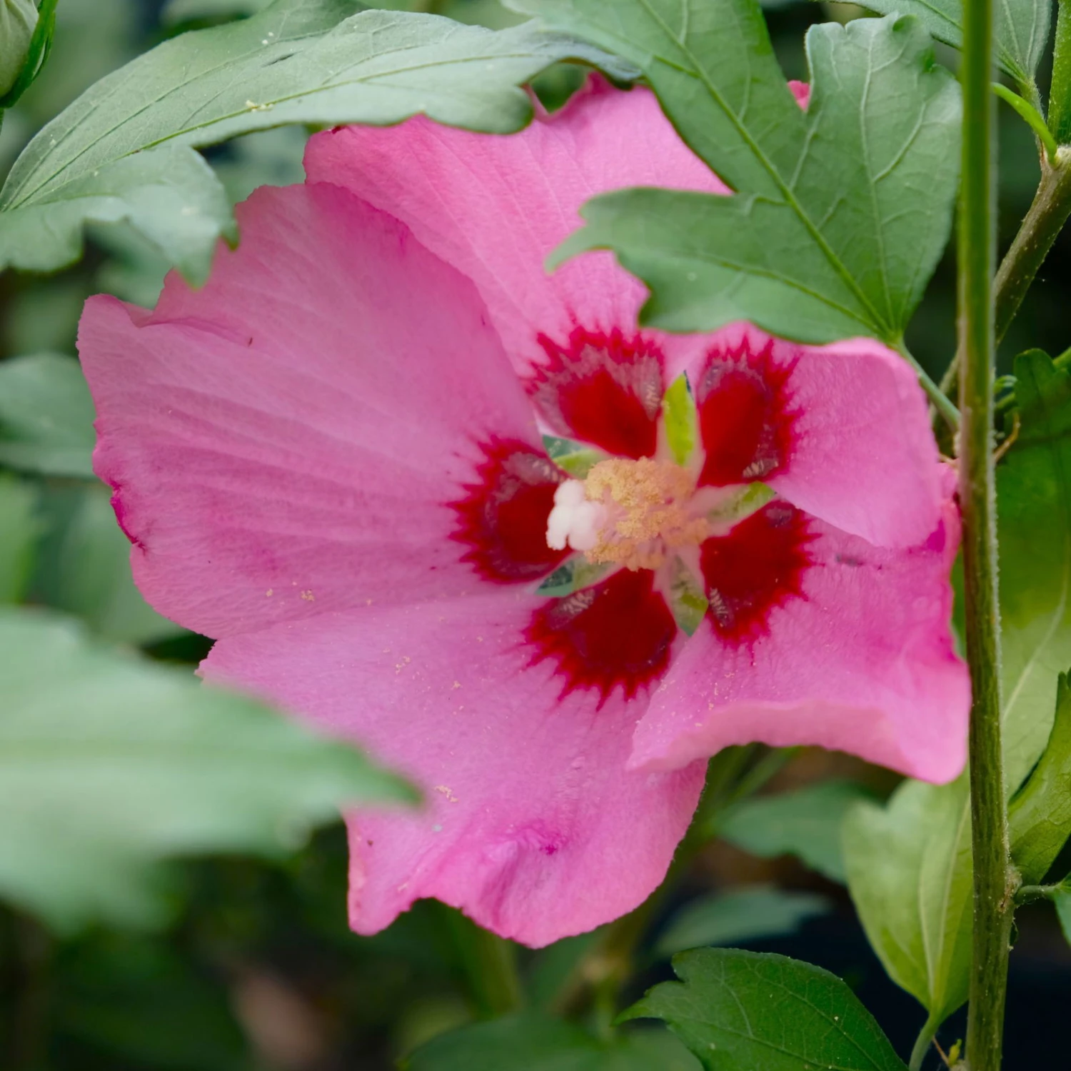 Garten-Hibiskus 'Woodbridge', Purpurrosa Bis Purpurrot, 40-60 Cm Hoch, Topf 5 L - Image 2