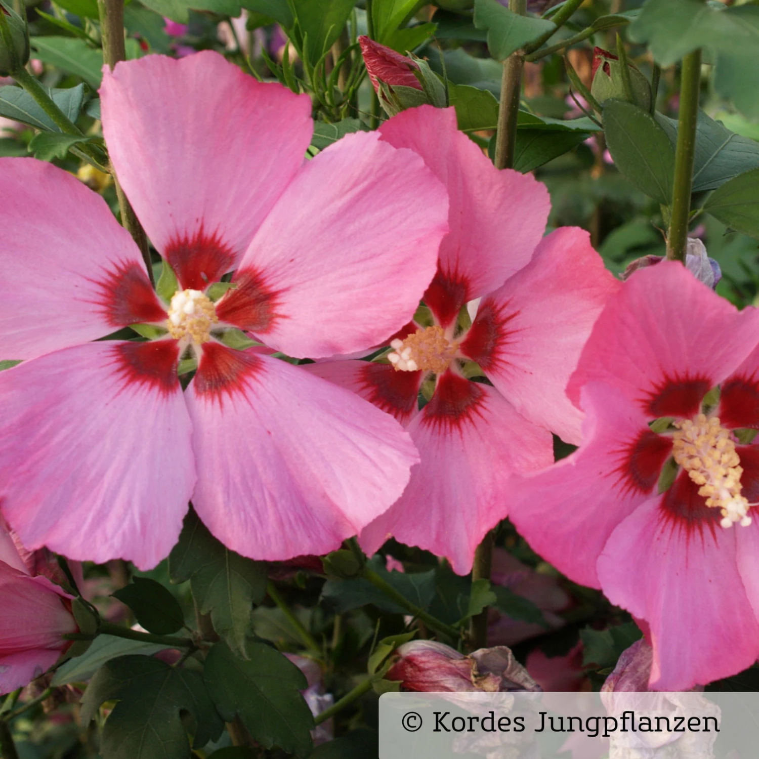 Garten-Hibiskus 'Woodbridge', Purpurrosa Bis Purpurrot, 40-60 Cm Hoch, Topf 5 L - Image 3