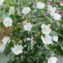 Säulen-Gartenhibiskus 'Flower Tower White®' Weiß, Höhe 40-60 Cm, Topf 5 L