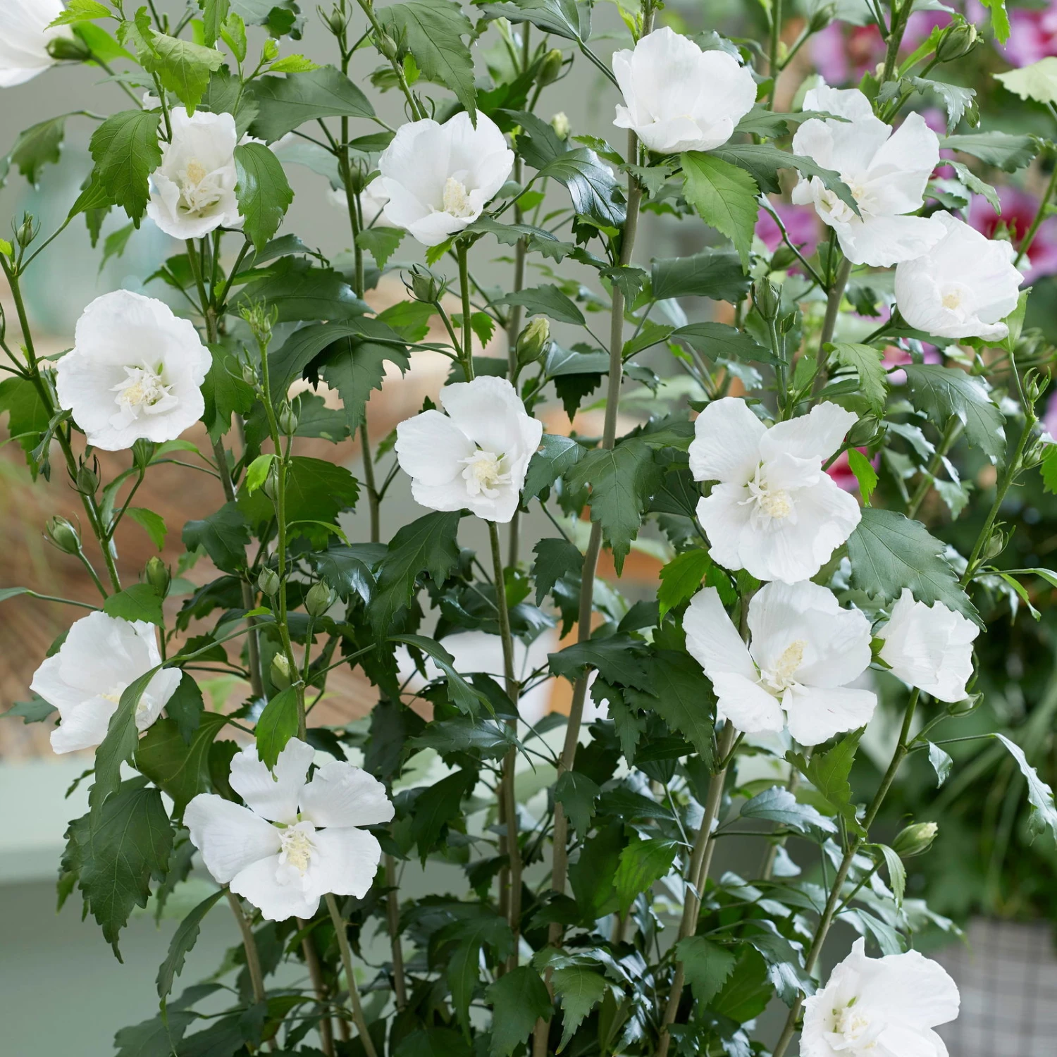 Säulen-Gartenhibiskus 'Flower Tower White®' Weiß, Höhe 40-60 Cm, Topf 5 L