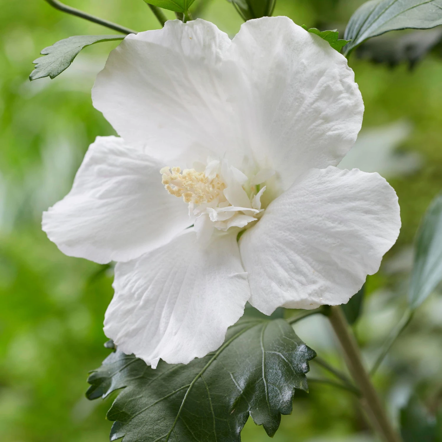 Säulen-Gartenhibiskus 'Flower Tower White®' Weiß, Höhe 40-60 Cm, Topf 5 L - Image 3