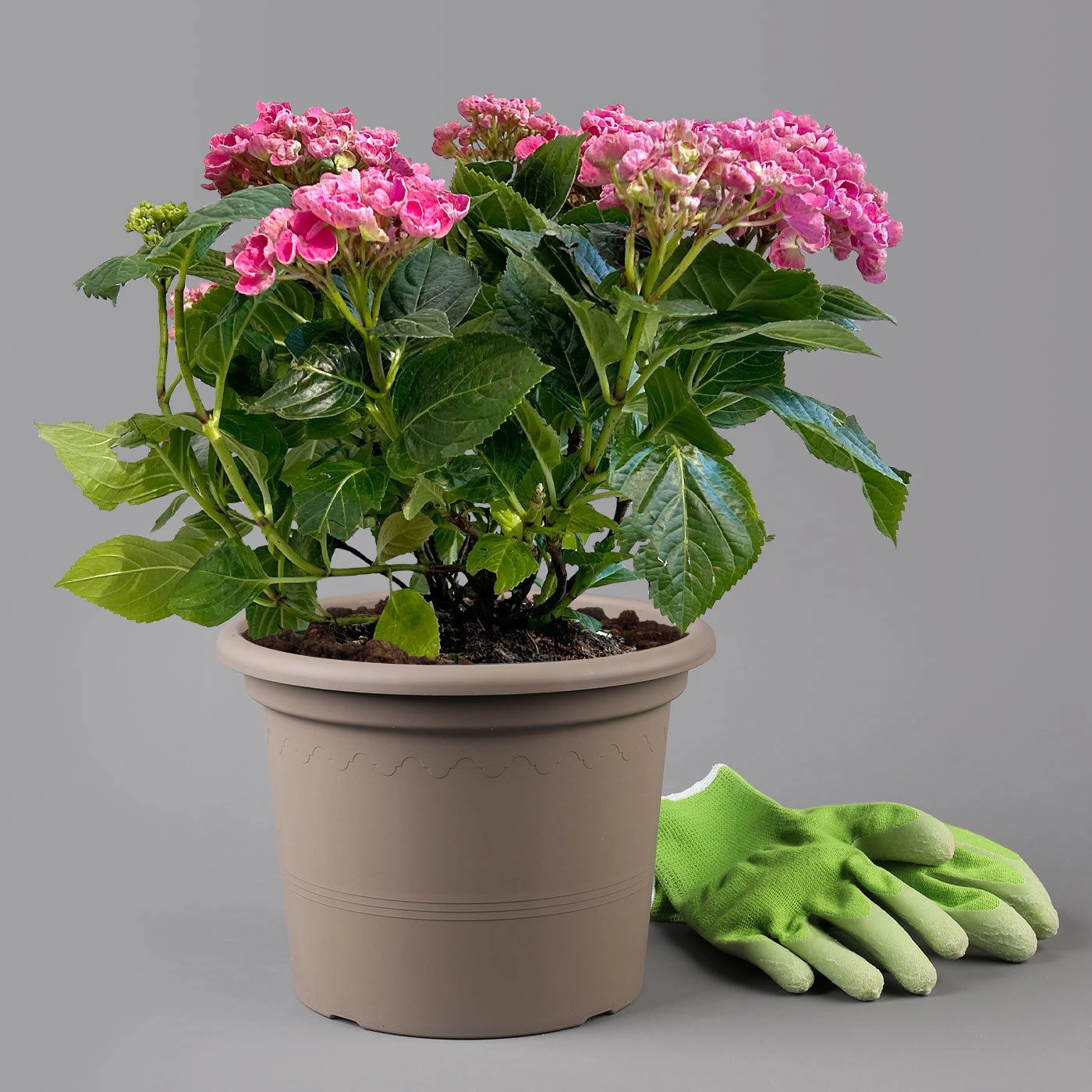 Gartenhortensie 'Curly Wurly®' Rosa, 23 Cm Topf