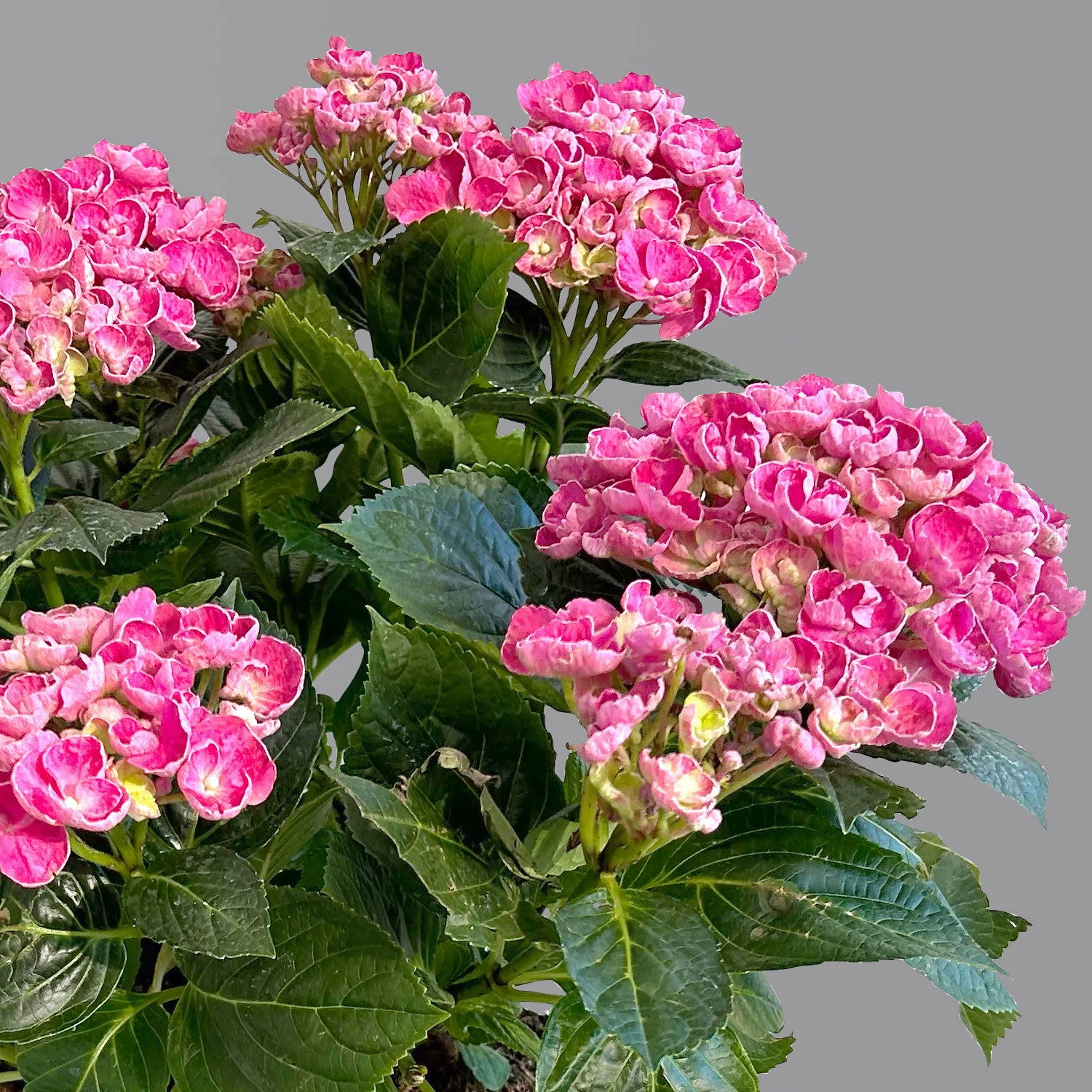 Gartenhortensie 'Curly Wurly®' Rosa, 23 Cm Topf - Image 4