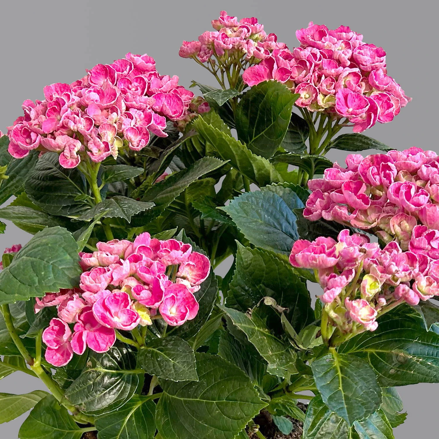 Gartenhortensie 'Curly Wurly®' Rosa, 23 Cm Topf - Image 3