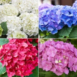 Ballhortensien In 4 Farben, 4er-Set, Höhe 30-40 Cm, Topf 4 Liter (Pflanzware)