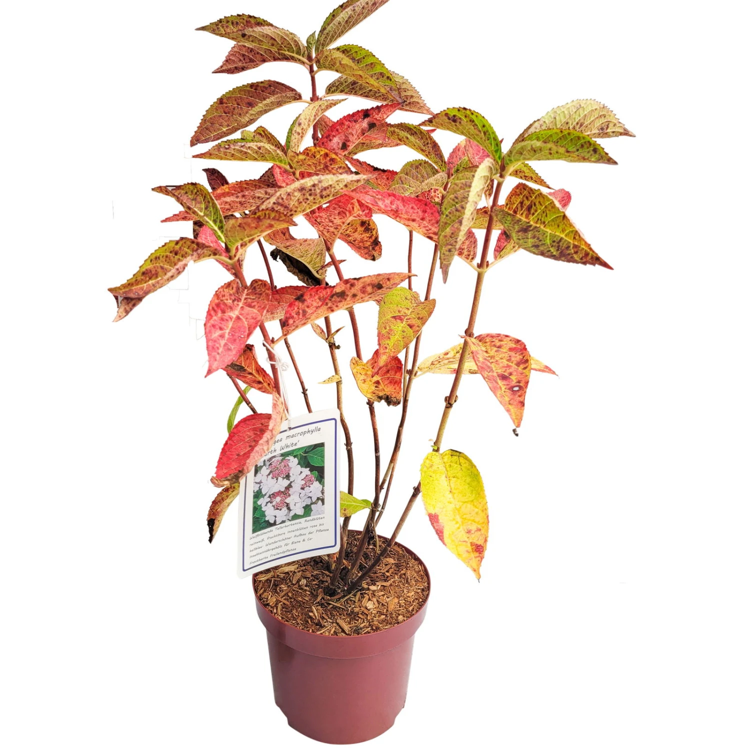 Tellerhortensie 'Lanarth White'®, Höhe 30-40 Cm, Topf 5 Liter, 3er-Set - Image 4