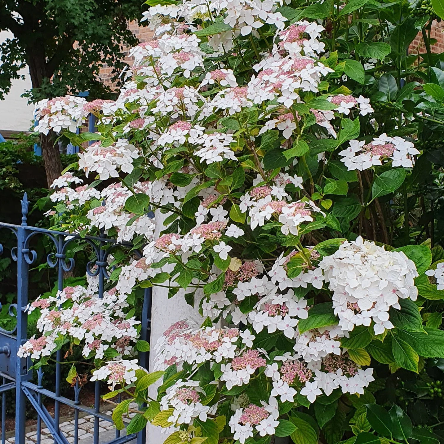 Tellerhortensie 'Lanarth White'®, Höhe 30-40 Cm, Topf 5 Liter, 3er-Set - Image 3