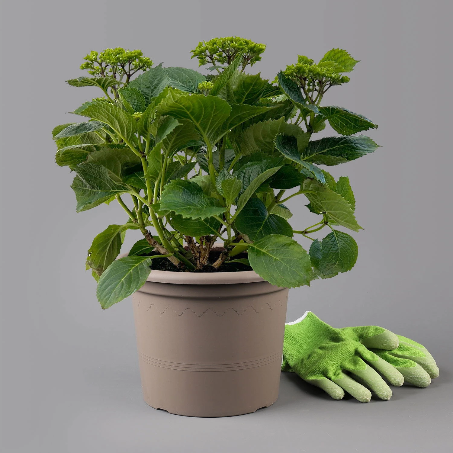 Öfterblühende Gartenhortensie Forever&Ever® Rot, 5 Liter Topf