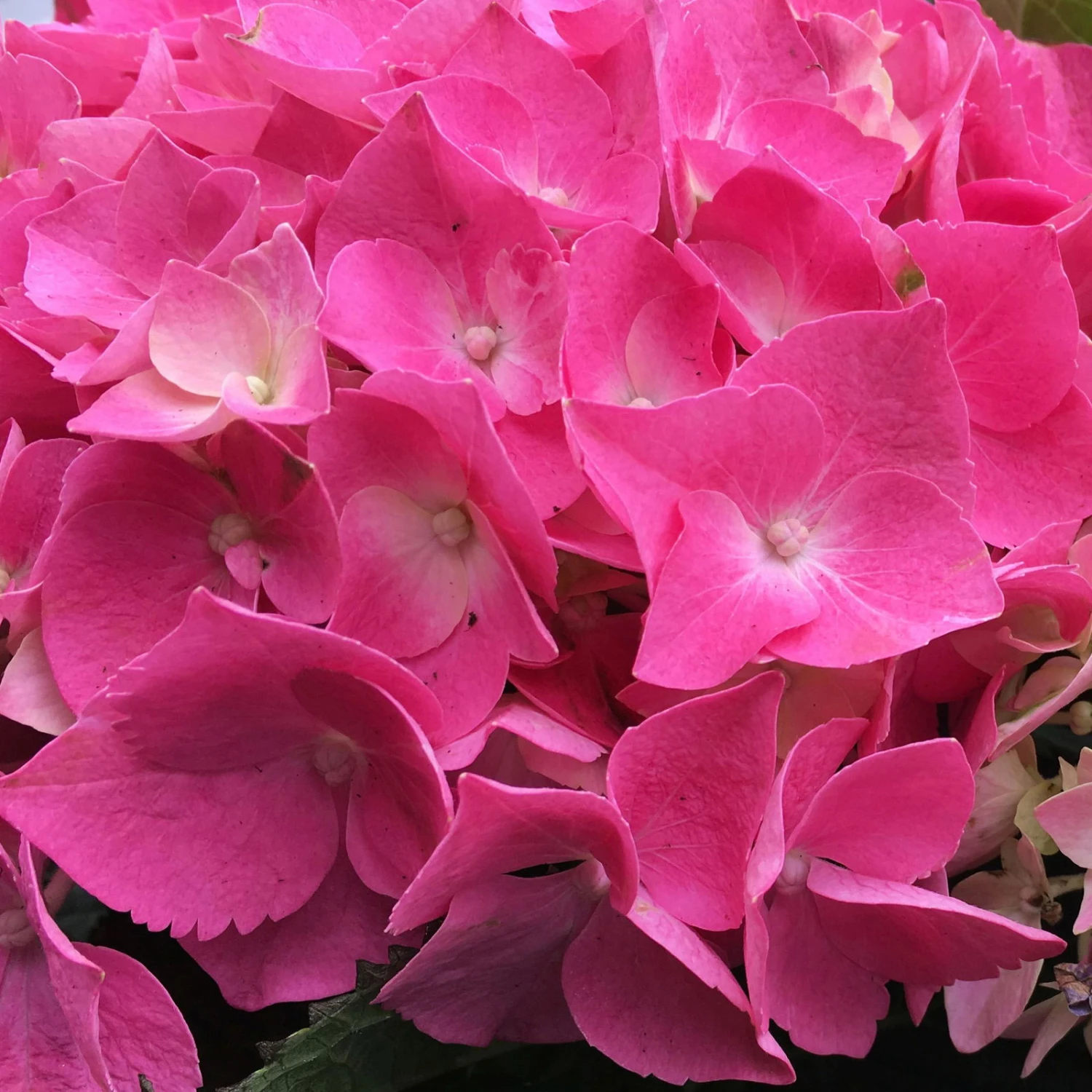 Öfterblühende Gartenhortensie Forever&Ever® Rot, 5 Liter Topf - Image 2