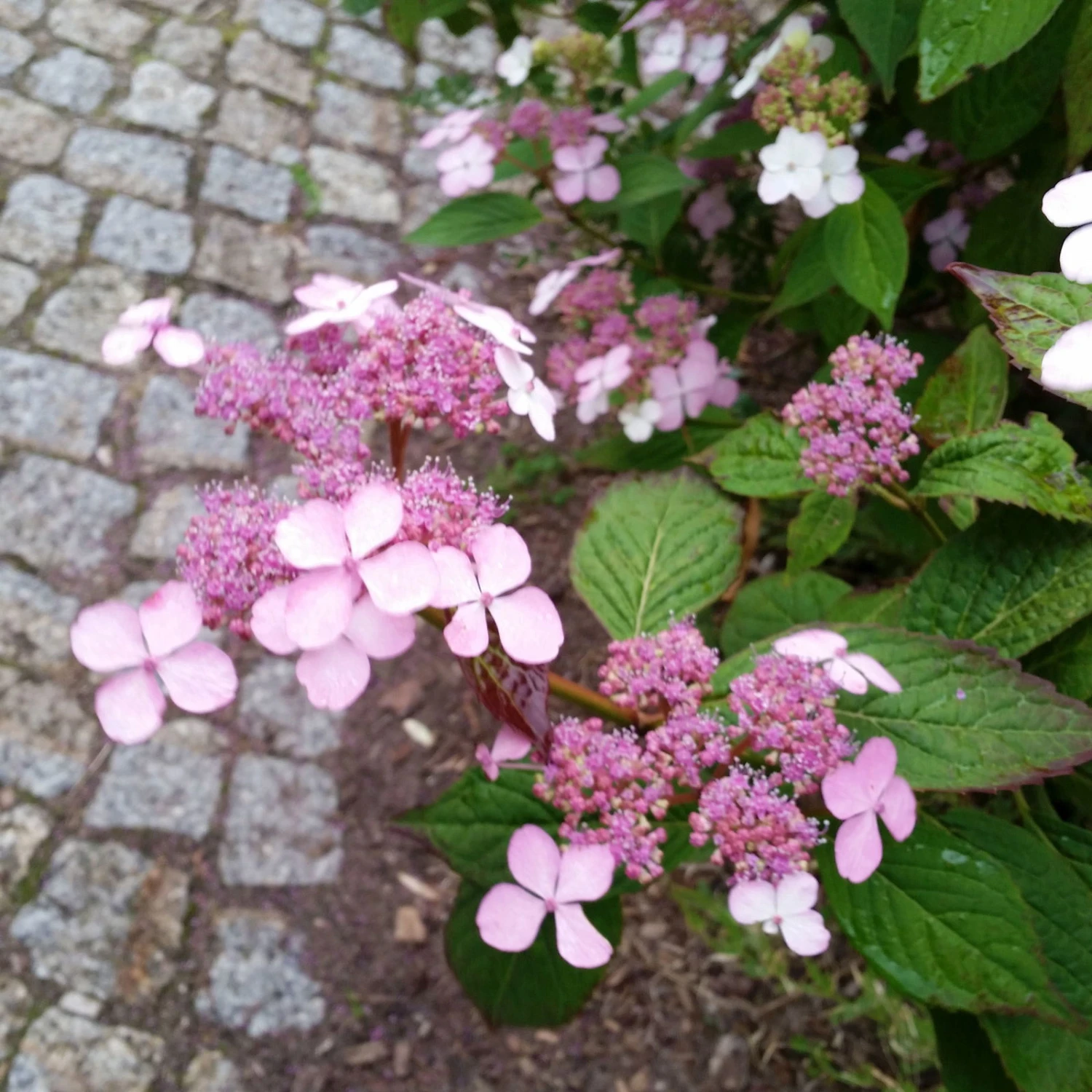 Japanische Berg-Hortensien 'Blue Deckle' & 'Blue Bird', 2er-Set, Topf 4 Liter - Image 5