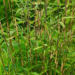 Bambus Fargesia 'Volcano', 2er-Set, Höhe 80-100 Cm, Topf 10 Liter