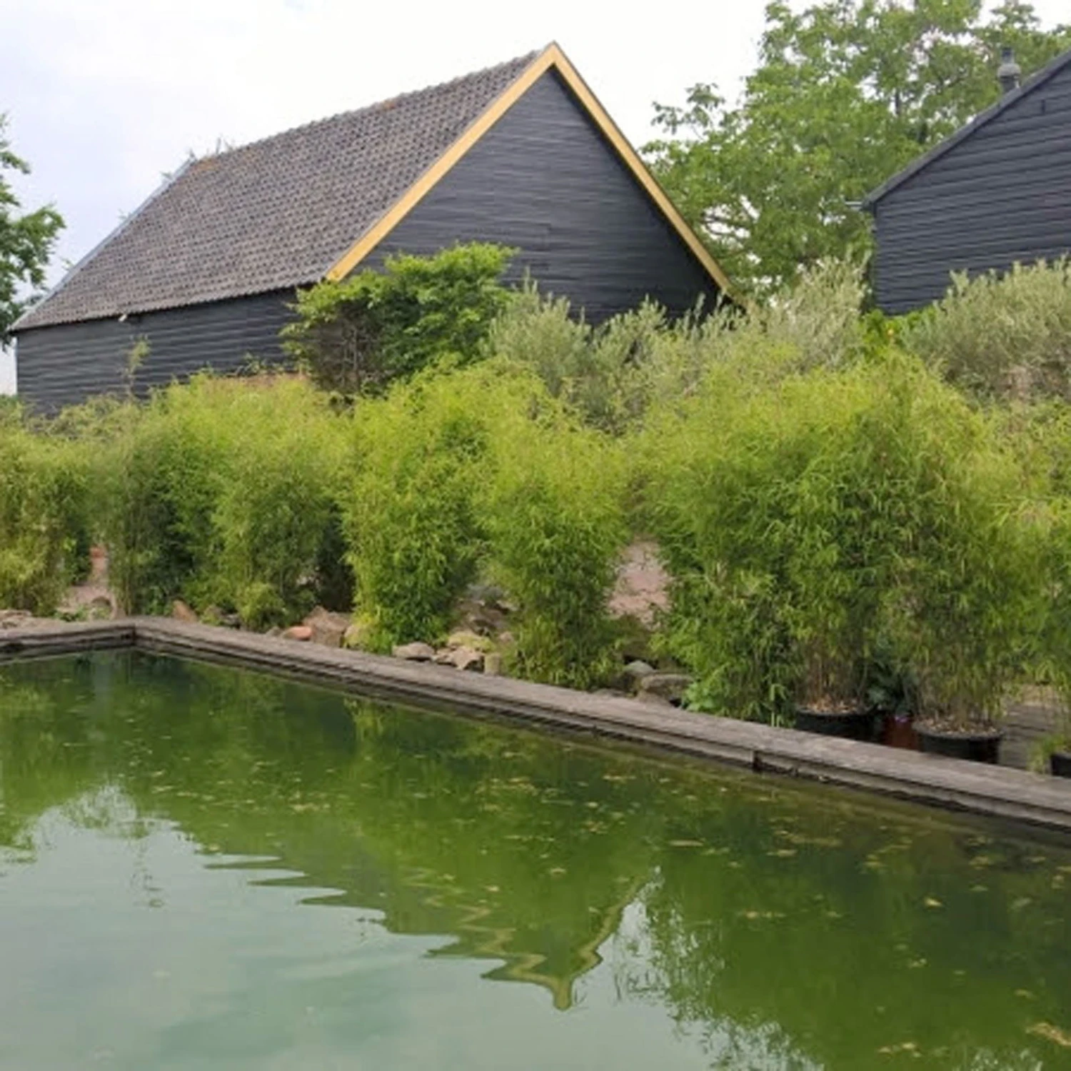 Aufrechter Gartenbambus 'Obelisk'(S), 10er-Set, Topf 20 Liter - Image 2