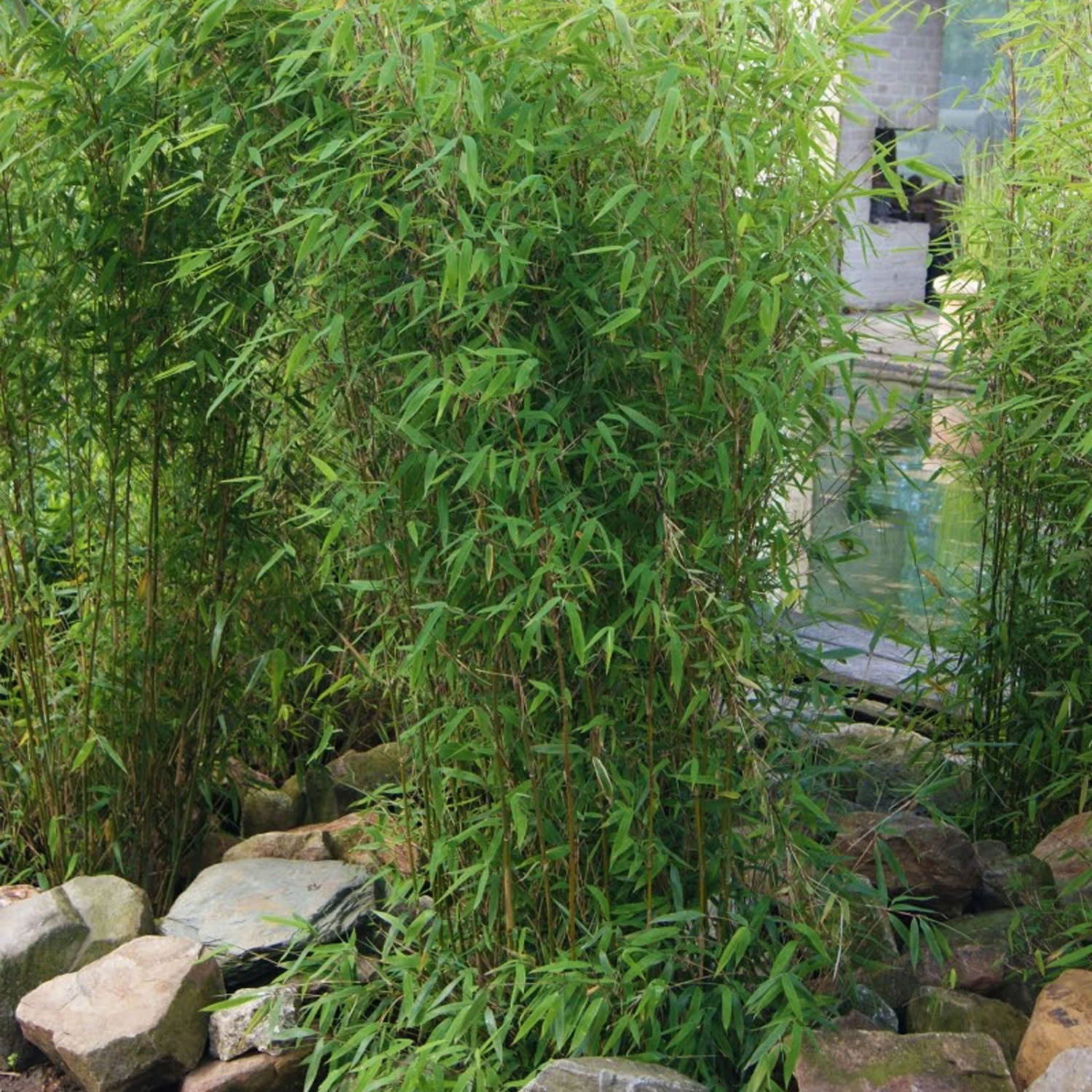 Aufrechter Gartenbambus 'Obelisk'(S), 10er-Set, Topf 20 Liter