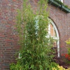 Säulenbambus 'Maasai'EUⓈ, 20er-Set, Höhe Ca. 80-100 Cm, Topf 10 Liter