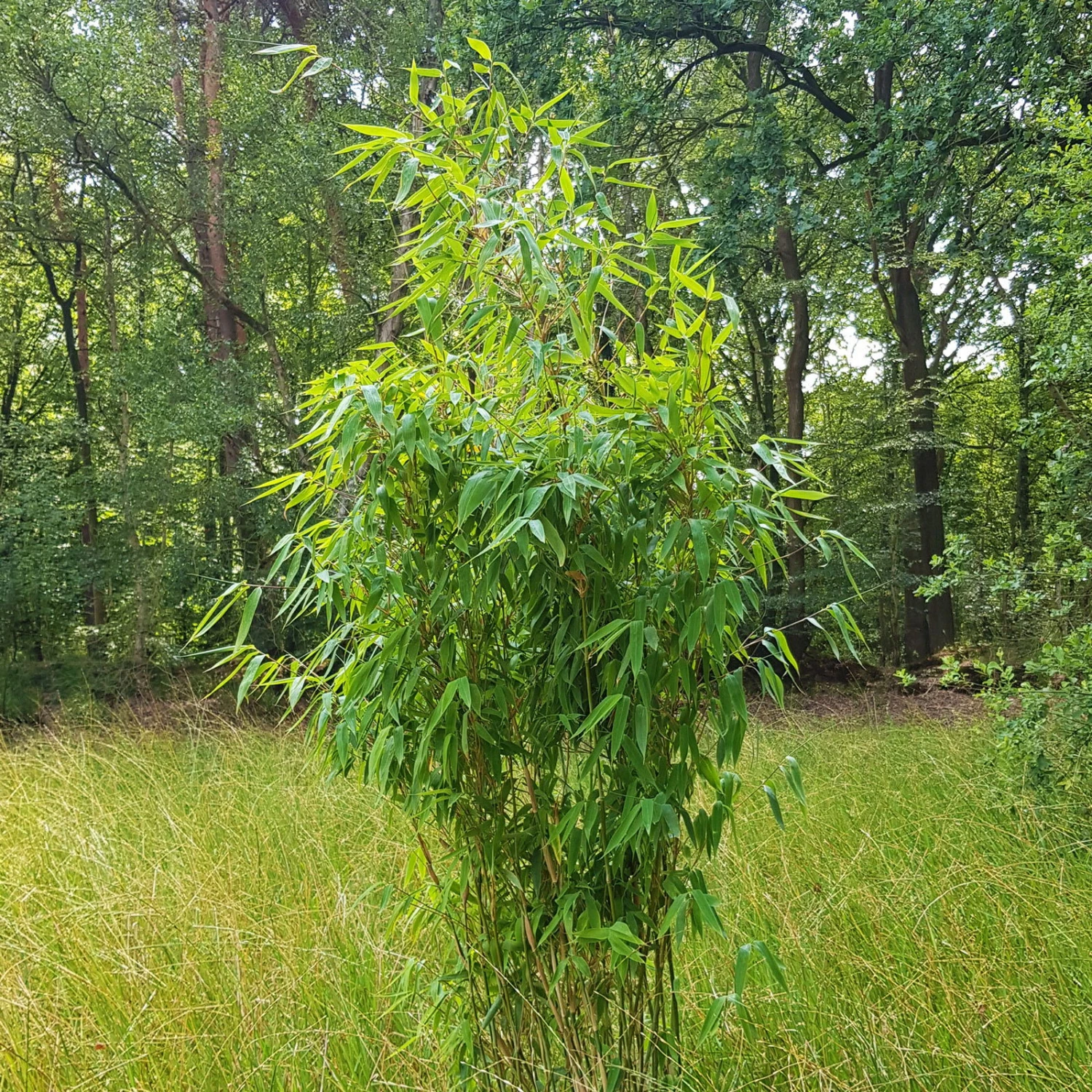 Elfenbein-Bambus 'Ivory Ibis'® (Japo 55' EU-S), 30er-Set, Höhe 80-100 Cm - Image 3