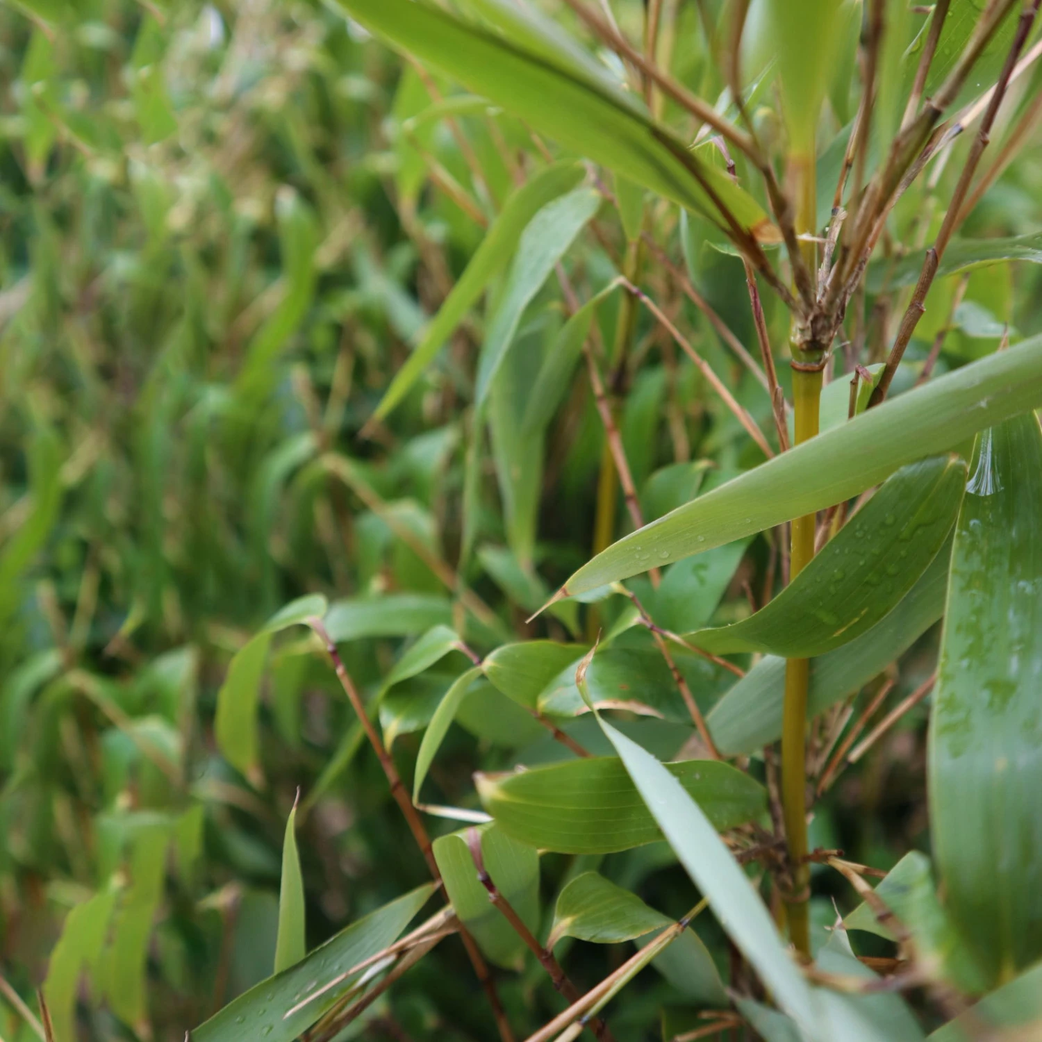 Elfenbein-Bambus 'Ivory Ibis'® (Japo 55' EU-S), Höhe 80-100 Cm, Topf 10 Liter - Image 4