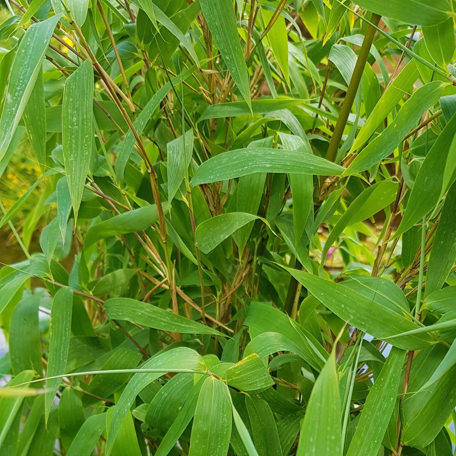 Elfenbein-Bambus 'Ivory Ibis'® (Japo 55' EU-S), 25er-Set, Höhe 80-100 Cm - Image 2