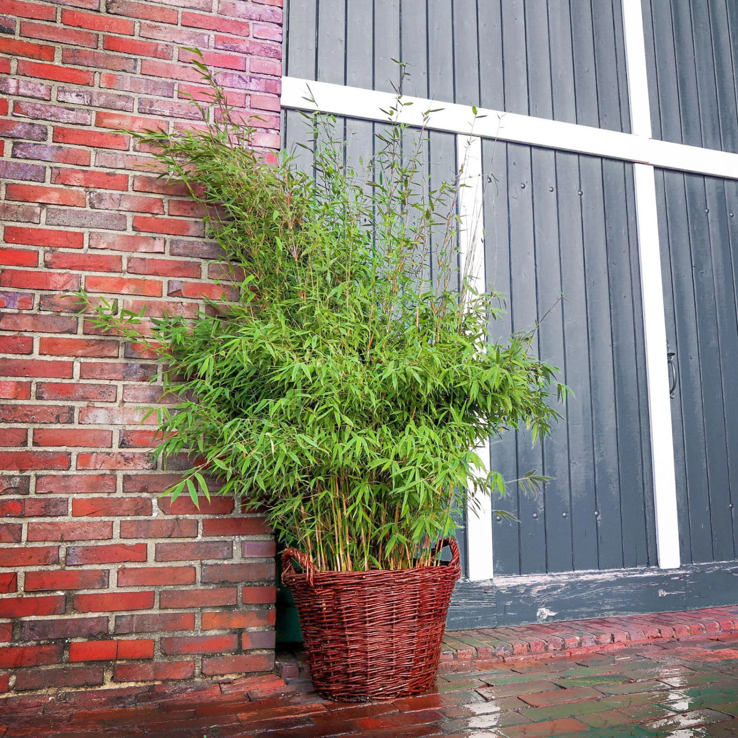 Bambus 'Malachite Monkeys'® EU-S, Höhe Ca. 80-100 Cm, Topf 10 Liter