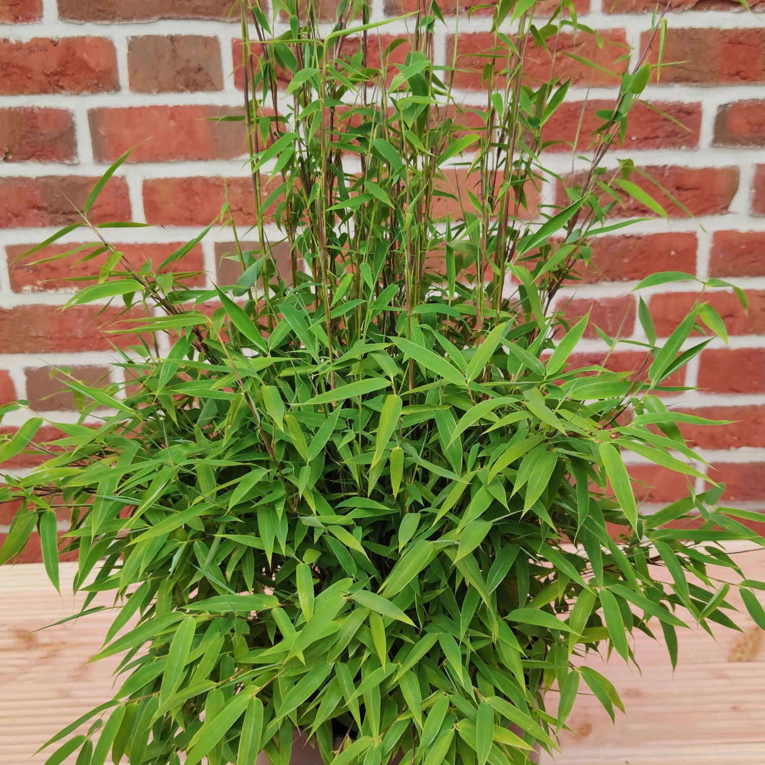 Bambus 'Lolliloops'(S), 2er-Set, Topf 5 Liter - Image 2