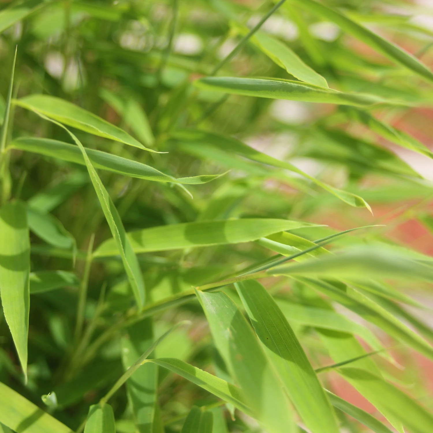 Bambus 'Lolliloops'(S), 2er-Set, Topf 5 Liter - Image 3