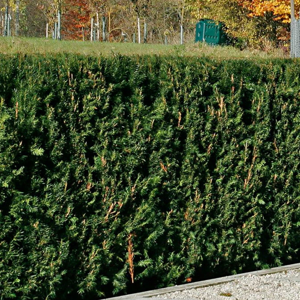Heckeneibe Taxus Baccata 'Westerstede', 100er-Set, Höhe 30/40 Cm, Topf 3 Liter
