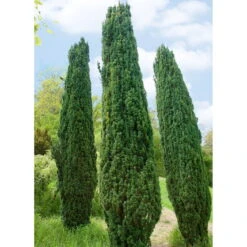 Grüne-Säuleneibe, Taxus Baccata 'Fastigiata Robusta', 4er-Set, Topf 3 Liter
